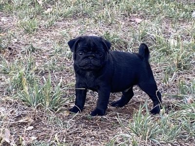 Male Black pug puppy