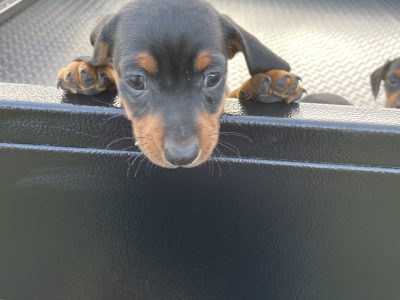 Mini Dachshund Puppies