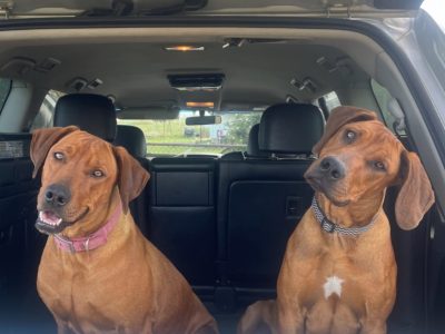 Rhodesian Ridgeback pups
