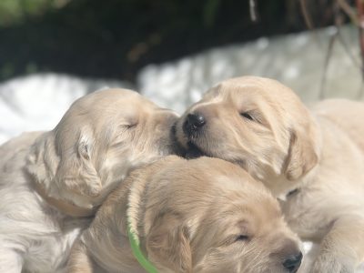 Excellent Groodle Puppies from DNA tested parents