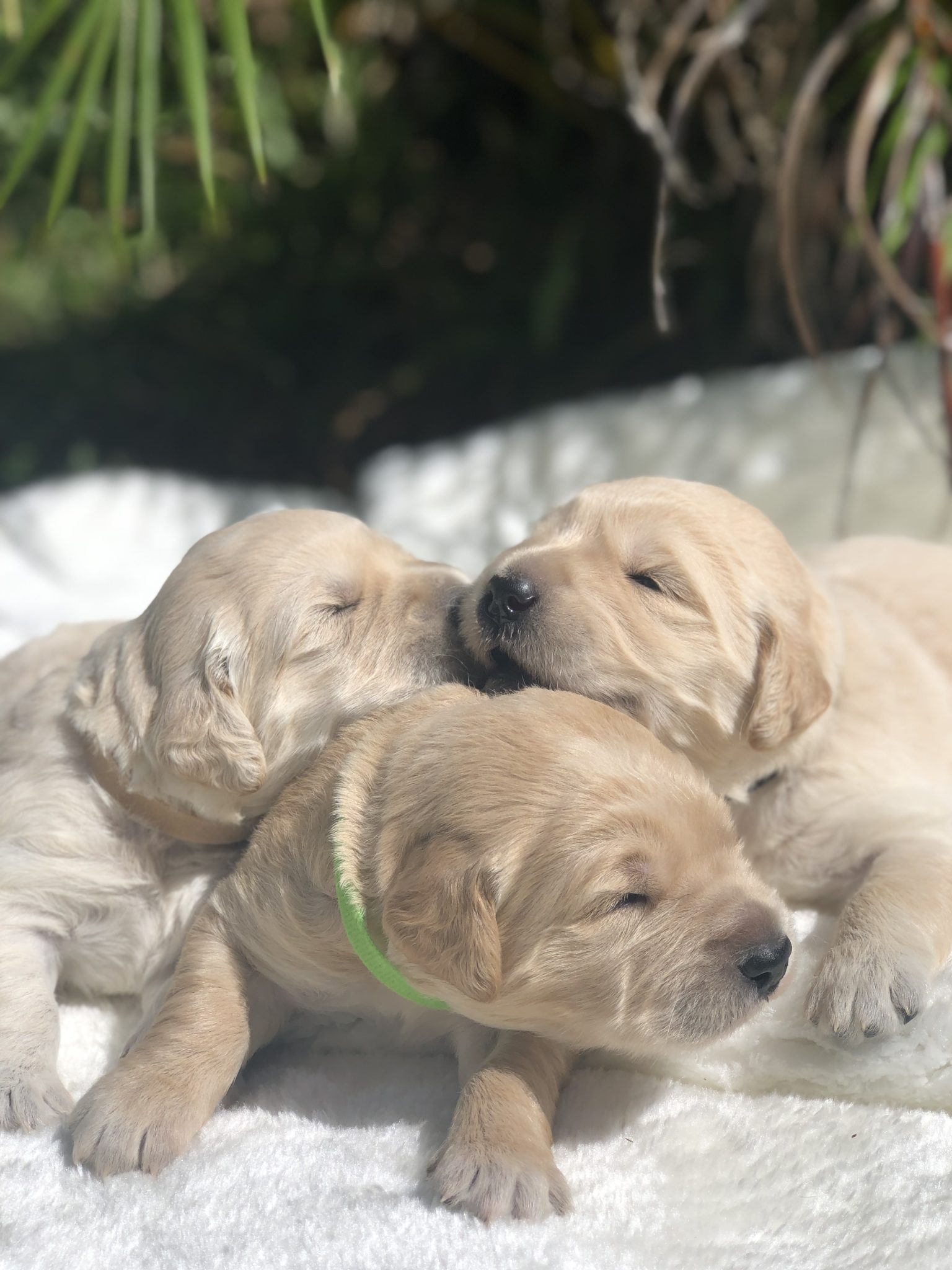 Excellent Groodle Puppies from DNA tested parents