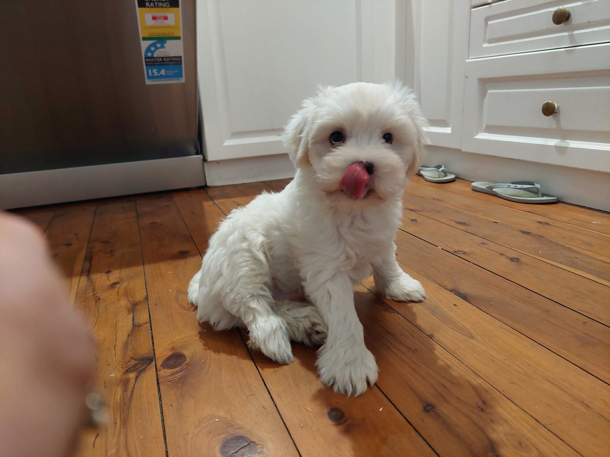 White fluffy Maltese/shitzu puppy