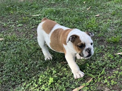 British Bulldog Puppies
