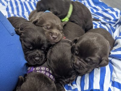 Pure Bred Chocolate Labrador Puppies