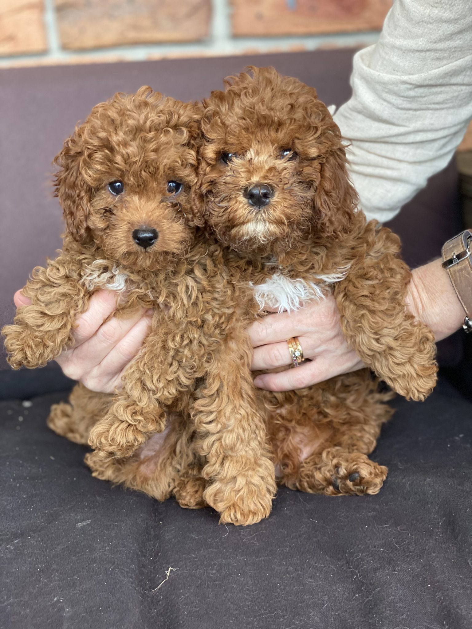 RED TOY CAVOODLE PUPPIES FOR SALE