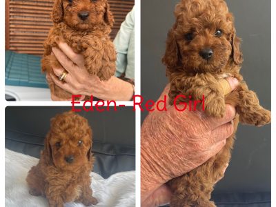 Toy Cavoodle Puppies