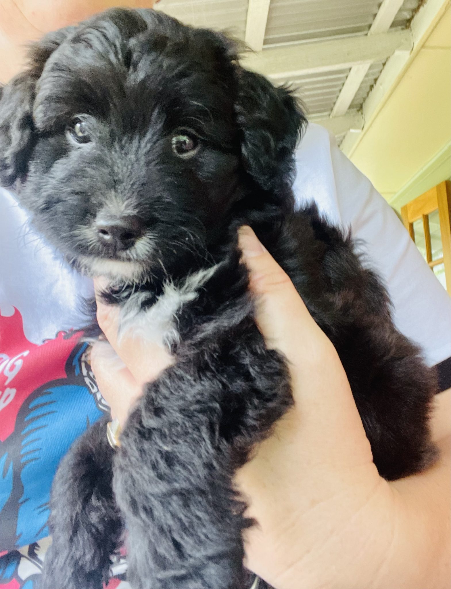 F1b toy cavoodle puppy from loving home breeder.