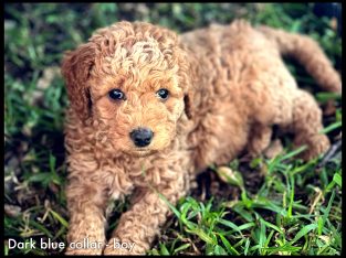 Red Cavoodle puppies available now