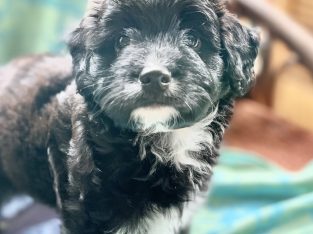 F1b toy cavoodle puppy from loving home breeder.