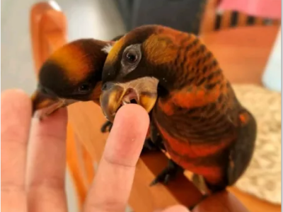 3 x Red Phase Dusky Lory