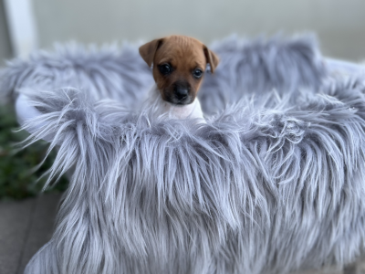 3 Male Jack Russell Puppies