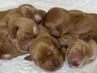 Spoodle Puppies DNA clear