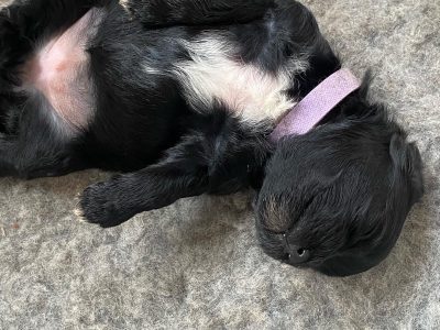 Beautiful black Moodles F1b