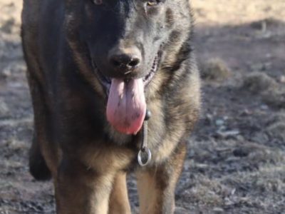 Pure bred German shepherd male trained
