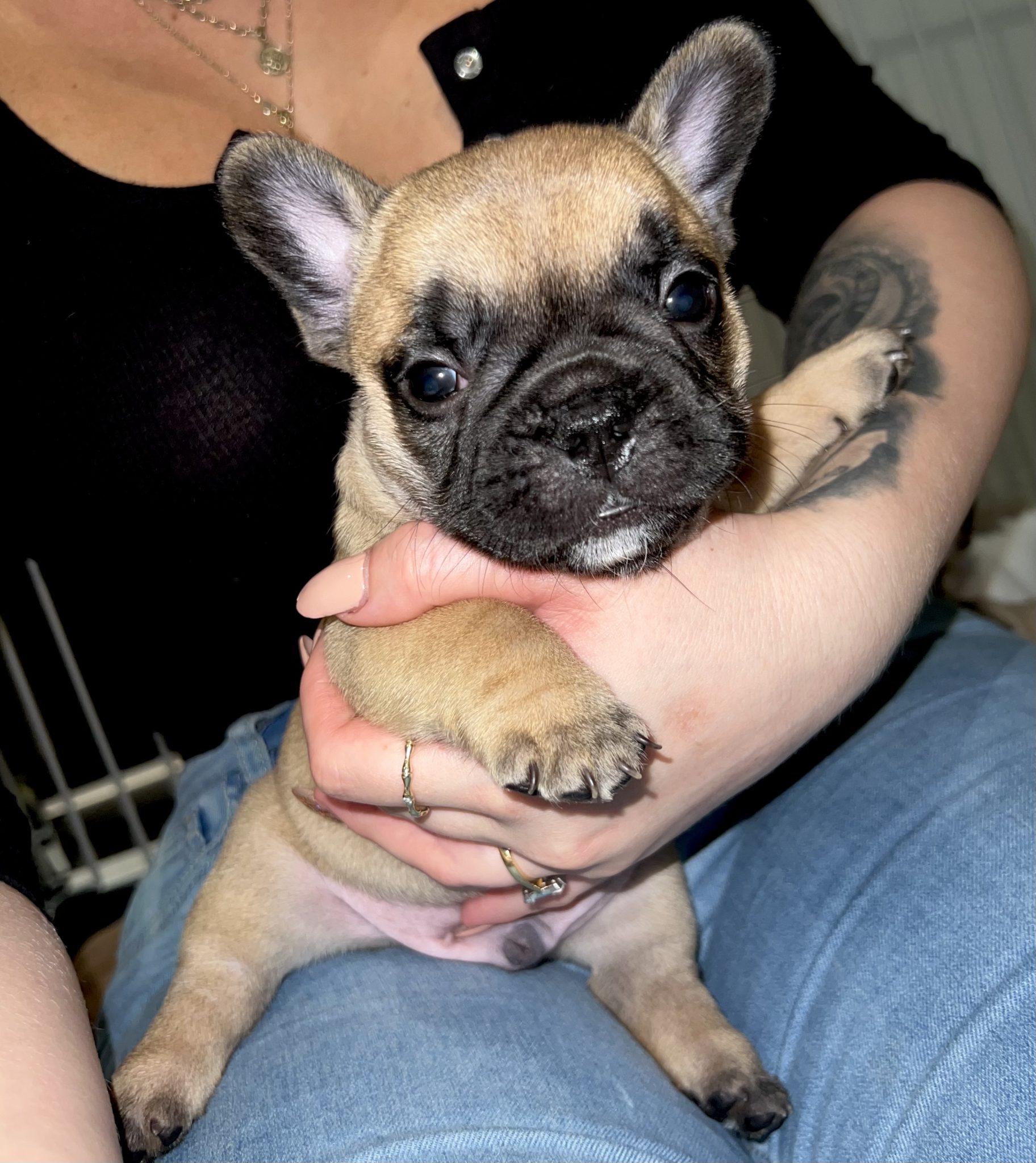 Beautiful French Bulldog puppies for sale