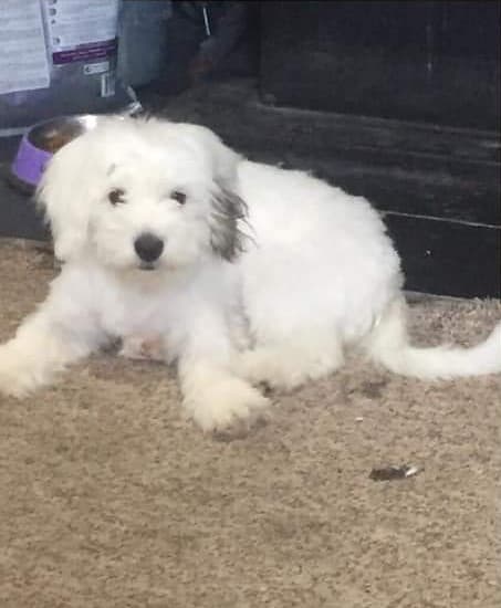 White fluffy Maltese/shitzu puppy