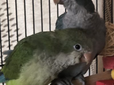 Quaker Parrots