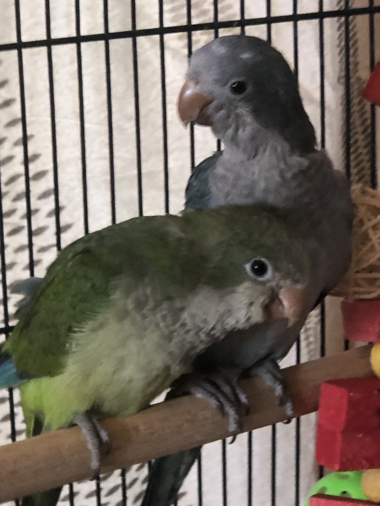 Quaker Parrots