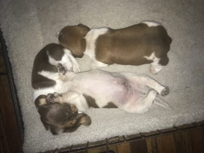 Dachshunds piebald mini