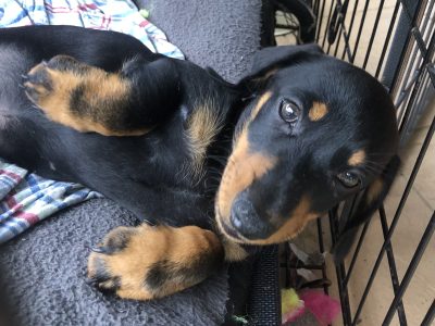 Beautiful Miniature Dachshunds AVAILABLE NOW