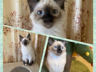 Gorgeous Ragdoll Kittens…