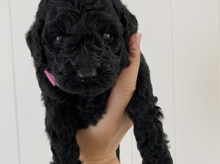 DNA Clear Poodle Puppies
