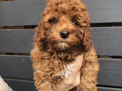 RED TOY CAVOODLE PUPPIES FOR SALE