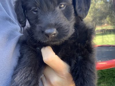 Labradoodle Puppies – F1