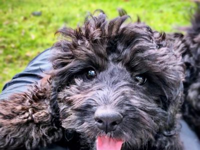 F1 Cavoodle Puppies NEED 💗HOMES