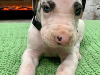 Purebred Great Dane Puppies