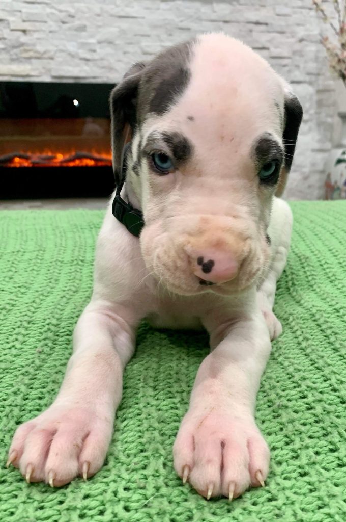 Black And White Great Dane Puppies With Blue Eyes black-and-white-great-dane-puppies-with-blue-eyes