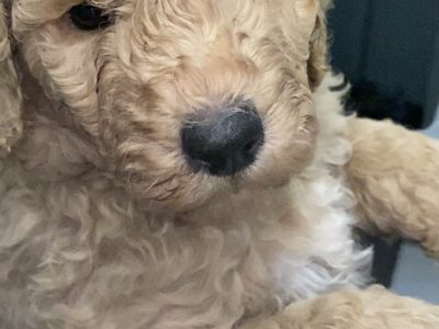 Labradoodle Puppies