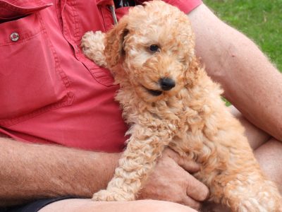Apricot Miniature Poodles