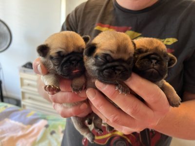 Pug puppies for sale