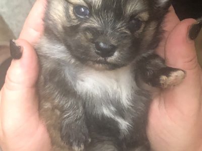 Pomeranian x Maltese shihtzu pups