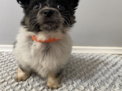 Puppies for sale Chihuahua X