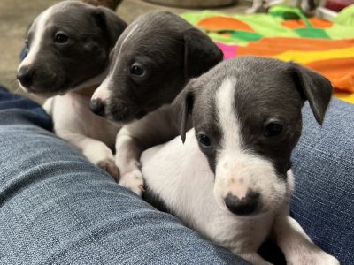 Whippet puppies