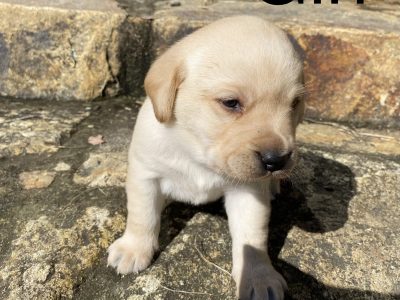 Purebred Labrador Puppies