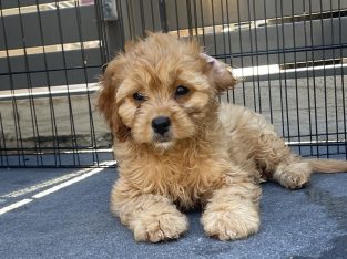 F1 Cavoodle puppies