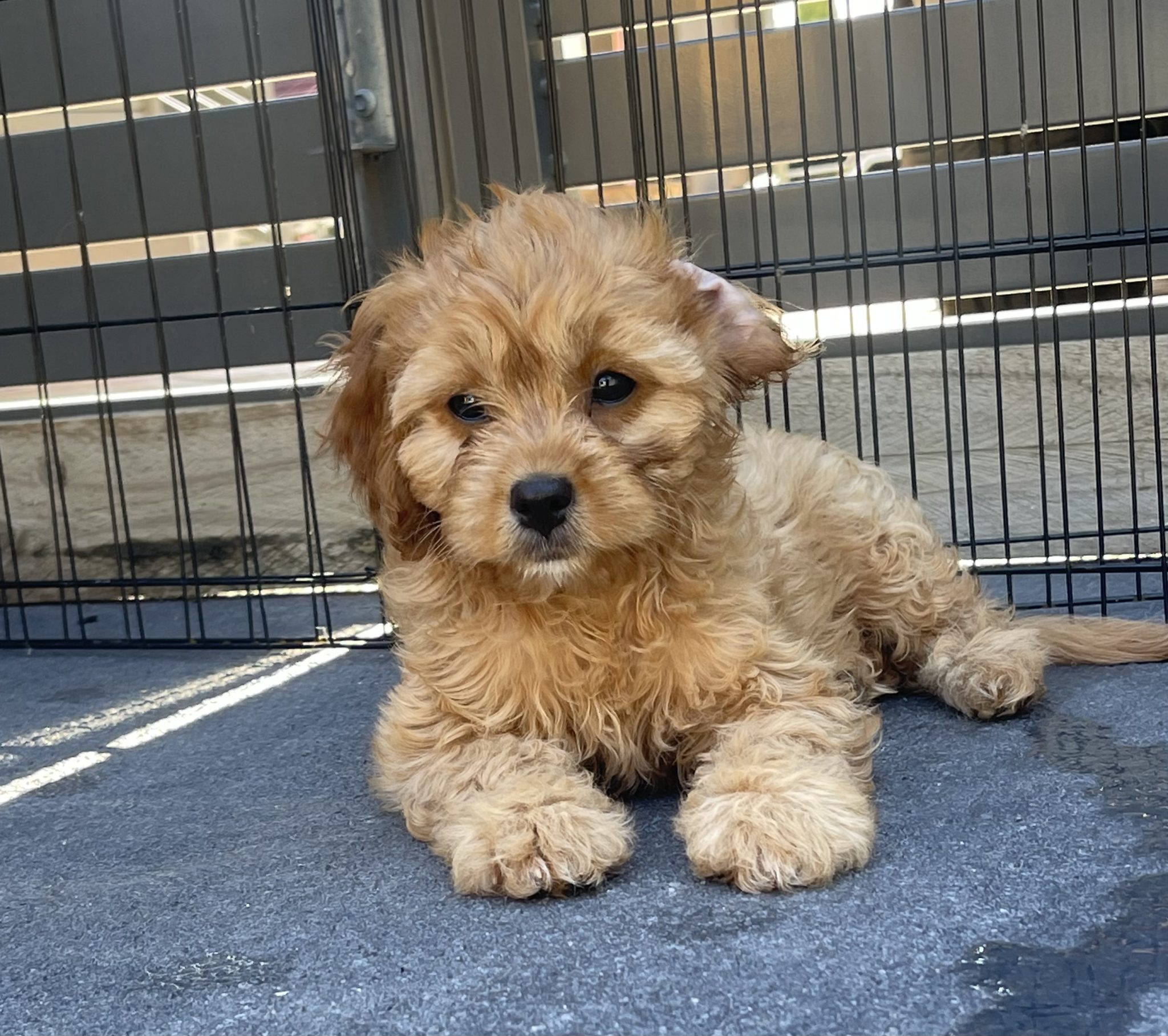 F1 Cavoodle puppies