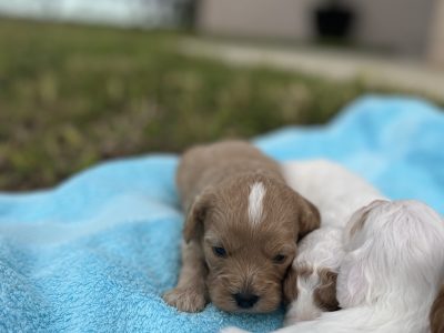 Adorable Cavoodles (Parents DNA Checked)