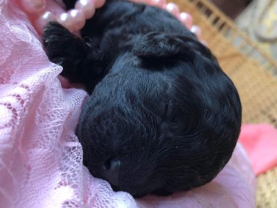 Perfect Cavoodle Puppies – only two left