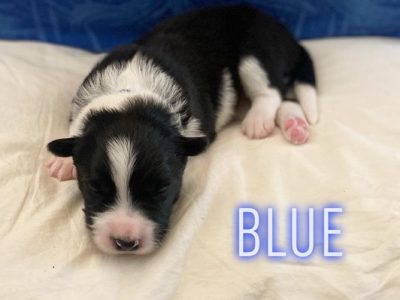Purebred Border Collie Puppies