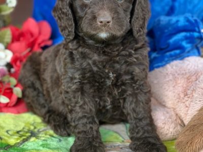 Labradoodle Boys – Multigenerational Chocolate