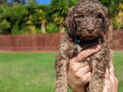 Double Doodles (Groodles x Labradoodles)