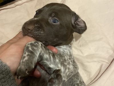German Shorthaired Pointer Puppies