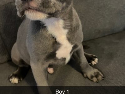 Pure Blue English Staffordshire Terrier