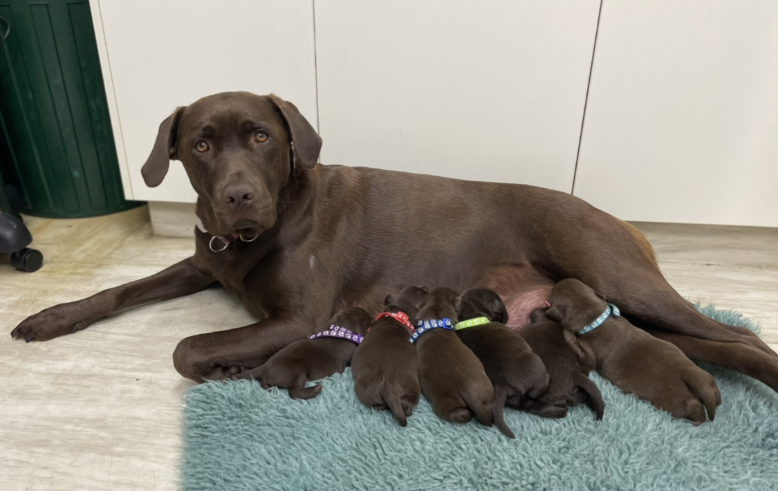Pure Bred Chocolate Labrador Puppies
