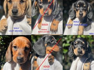 Minature Dachshunds Puppies – Purebred