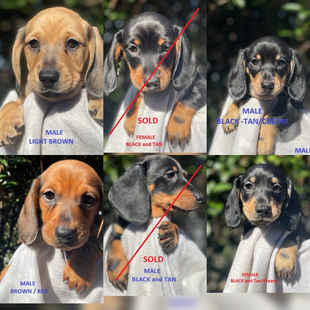 Minature Dachshunds Puppies - Purebred